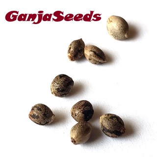 Choose Cannabis Seeds from GanjaSeeds USA