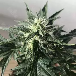 Auto Royal Kush feminised Ganja Seeds