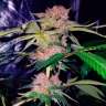 Auto Mimosa Bruce Banner XL feminised Ganja Seeds Auto Mimosa Bruce Banner XL feminised Ganja Seeds