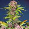 Auto Mimosa Bruce Banner XL feminised Ganja Seeds Auto Mimosa Bruce Banner XL feminised Ganja Seeds