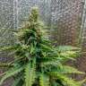 Автоцветущие сорта конопли Auto Royal AK feminised Ganja Seeds