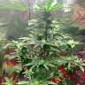 Недорогие семена конопли Auto Royal AK feminised Ganja Seeds