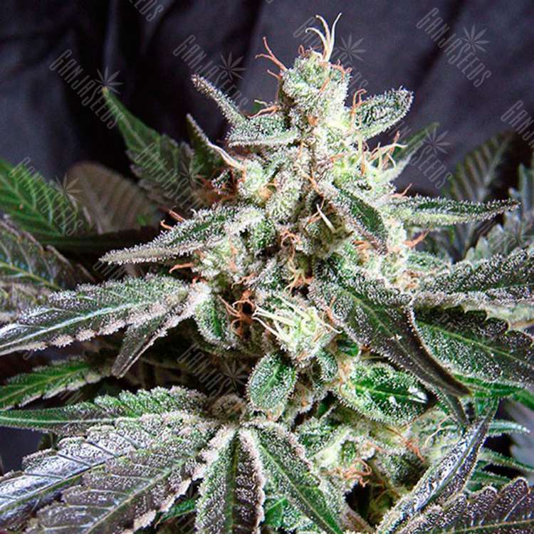 Семена марихуаны Black Jack feminised Ganja Seeds Fast Version