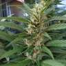 Где купить чемпионов семян S.A.D. Sweet Afgani Delicious feminised Ganja Seeds Fast Version