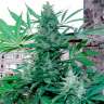 Семки Green Poison feminised Ganja Seeds заказать Семки Green Poison feminised Ganja Seeds заказать