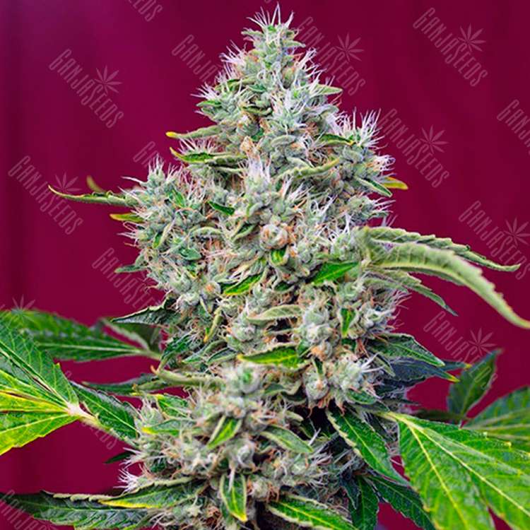 Семена конопли San Fernando Lemon Kush feminised Ganja Seeds