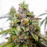 Семена конопли Do-Sweet-Dos feminised Ganja Seeds купить