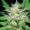 Семена конопли Auto Royal Haze feminised Ganja Seeds