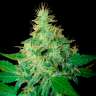 Семена марихуаны Auto Royal Haze feminised Ganja Seeds