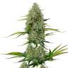 Семена конопли Auto Royal Critical feminised Ganja Seeds заказать  Семена конопли Auto Royal Critical feminised Ganja Seeds заказать