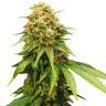 Семена конопли Auto Royal Critical feminised Ganja Seeds недорого  Семена конопли Auto Royal Critical feminised Ganja Seeds недорого