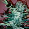 Семена конопли Auto Royal Critical feminised Ganja Seeds купить  Семена конопли Auto Royal Critical feminised Ganja Seeds купить