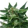 Семена каннабиса Auto Royal Kush feminised Ganja Seeds заказать Семена каннабиса Auto Royal Kush feminised Ganja Seeds заказать