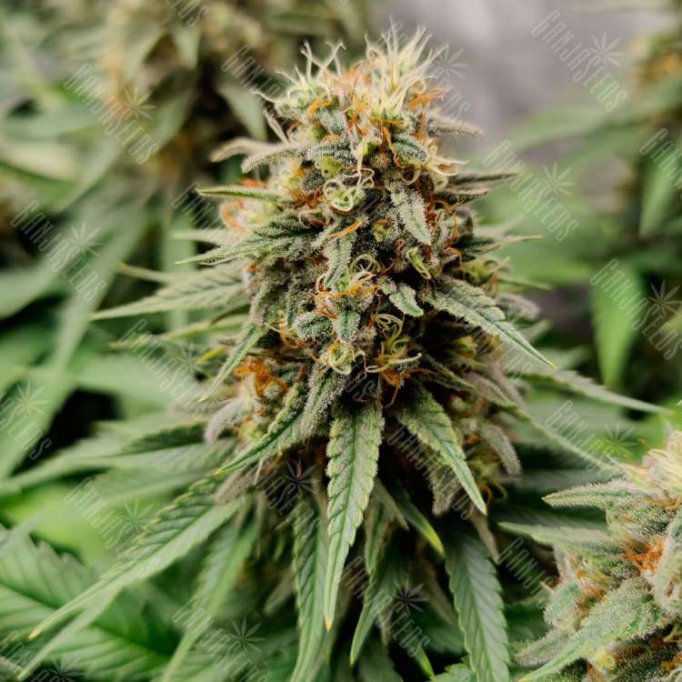 Семена конопли Auto Easy Bud feminised Ganja Seeds купить