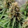 Семена конопли Auto Easy Bud feminised Ganja Seeds купить Семена конопли Auto Easy Bud feminised Ganja Seeds купить
