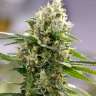 Качественные семена конопли Auto Easy Bud feminised Ganja Seeds Качественные семена конопли Auto Easy Bud feminised Ganja Seeds