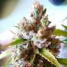 Качественные семена ганжы Auto Royal Creamatic feminised Ganja Seeds Качественные семена ганжы Auto Royal Creamatic feminised Ganja Seeds